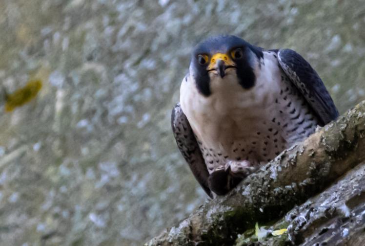 New home for falcons living on Marlow church spire